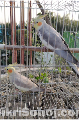 কেকাটেল পাখি